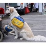 chien_d_assistance_.jpg