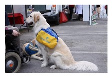 chien_d_assistance_.jpg