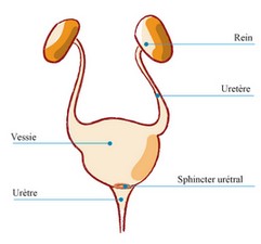 appareil_urinaire_medi-sphere_.jpg