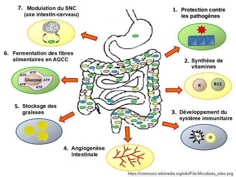 microbiota_roles.jpg