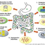 microbiota_roles.jpg