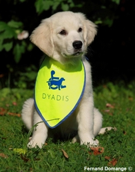 chien_d_assistance_-_diadys_.jpg